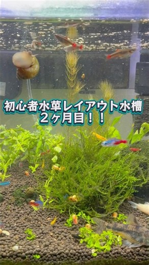 Beginner Planted Aquarium Layout! It's Been 2 Months!