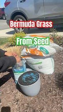 Growing Bermuda Grass from Seed #lawn