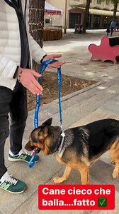 42K views · 3.3K reactions | Quasi quasi ci diamo alla dog dance 藍 #marleysupercane #canecieco #canedivertente #cane #marleysfamily | Marley Supercane | Facebook