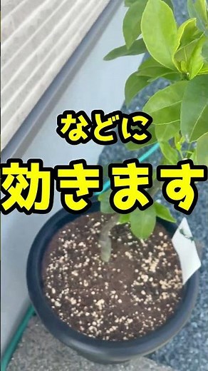 家庭でできる！春の害虫対策【初心者向け】 #みかん #家庭菜園 #農園