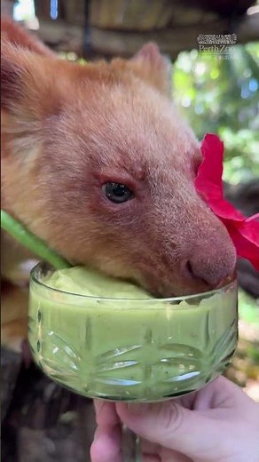 Goodfellow's Tree Kangaroo 18 Birthday | Perth Zoo