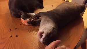 139K views · 5.5K reactions | Otters have no table manners https://www.sunfrog.com/I-want-to-hold-your-hand-Ladies.html?51289 | Otter | Facebook