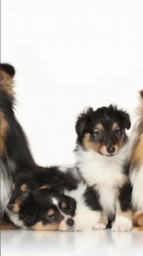 Sheltie Puppy Growth Stage