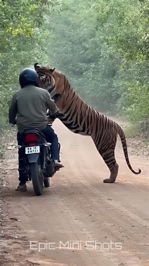 He Didn’t Move… Tiger Right in Front of Him!