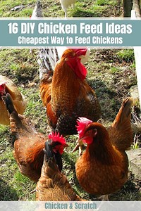 16 DIY Chicken Feed Ideas - Cheapest Way to Feed Chickens
