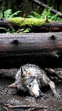 IMPOSSIBLE RESCUE! Wolf Pup Crying Under Massive Fallen Log in Deep Mud | Winch Pull CLIMAX