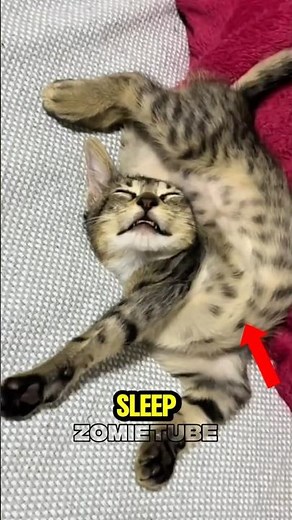 Top 5 Cutest Animals That Sleep in the Funniest Ways! 😂