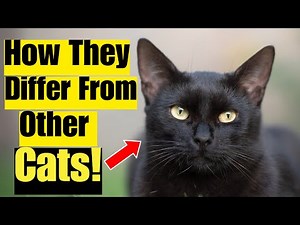 9 SURPRISING FACTS ABOUT BLACK CATS! 🐈‍⬛🔥 (I Bet You Don’t Know Them All!)