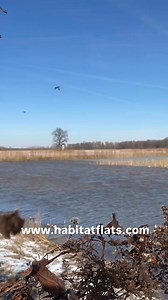 8.4K views · 151 reactions | You picking on the lone mallard or getting your bonus?! Join us and take your pick! #fastfood #fowlfriday #booknow #joinus | Habitat Flats | Facebook