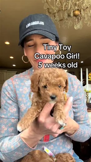 Britt on Instagram: "Teacup size Cavapoo girl 😍😍 She's so adorable"