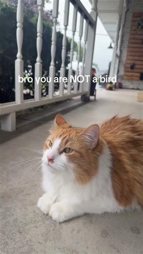 its ok❤️❤️ #cat #kitty #kitten #funnycats @pitter.the.cat