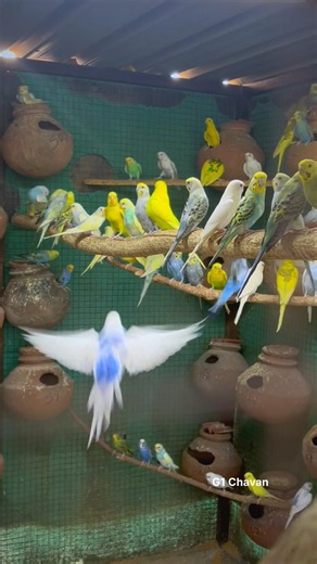 Budgies Colony Breeding Setup 😍🧿 || Love Birds Australian Parrot 2026 #birds #lovebirds #budgies