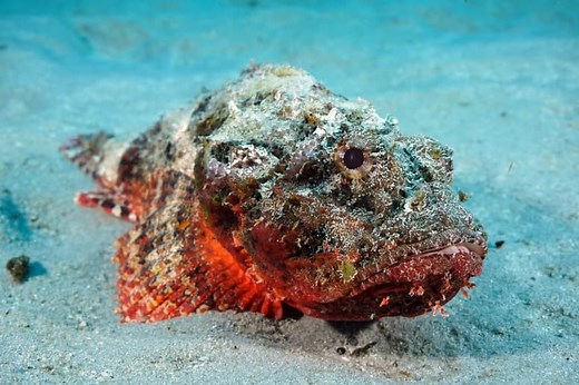 11 Scary Stonefish Facts - Fact Animal