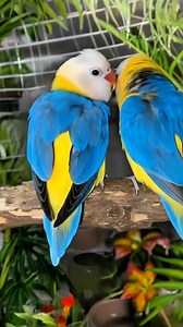 So pretty parrots | Feel the Birds