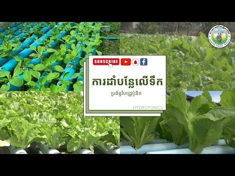 ការដាំបន្លែលើទឹក l នាទីកសិកម្ម [ Agriculture - hydroponics system - vegetable hydroponics system ]