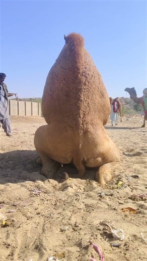 "Successful Camel Mating: 15 Minutes of Incredible Nature! 🐪"