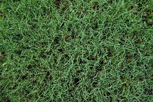 How to Get Rid of Bermuda Grass in Your Garden