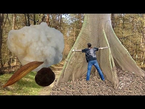 [Pflanzenkunde] Der Kapokbaum