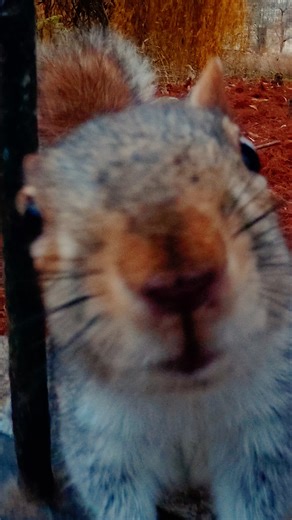 What a crazy guy 😂 #squirrel #animals #dji