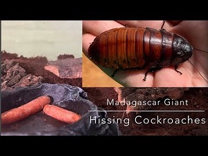 Madagascar Giant Hissing Cockroach Enclosure