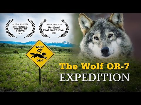 The Wolf OR-7 Expedition: 1200 Miles to Explore Human and Wolf Coexistence