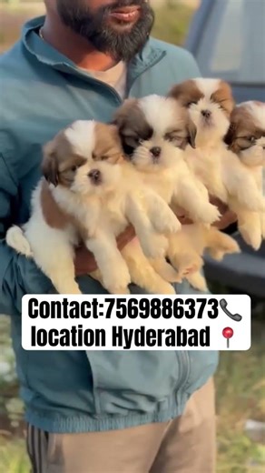 🏆TOP QUALITY SHIHTZU PUPPIES 🐶 AVAILABLE 😍 #shihtzulovers #petshub #shihtzupuppy #dogbreed #pets