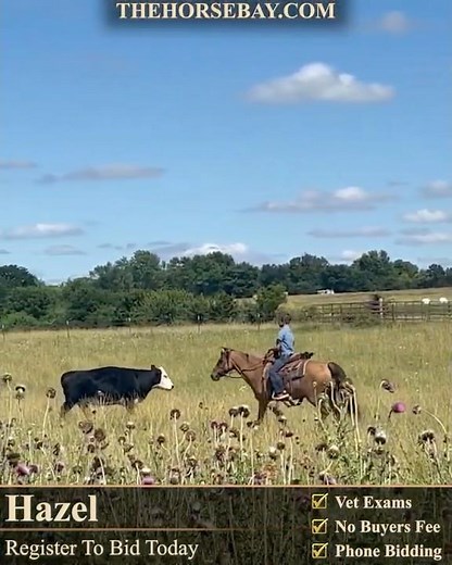 Dun Quarter Horse Mare for Sale 💎 #horsesforsale #quarterhorse