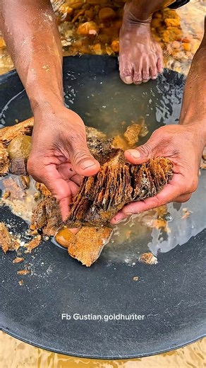 17K views · 199 reactions | wow!!! amazing, millions of gold dust particles stuck to a tree trunk that has been buried for decades #gold #goldhunter #goldprospecting #goldprospector #goldpanning #goldsearch #goldhunting | Gustian Goldhunter | Facebook
