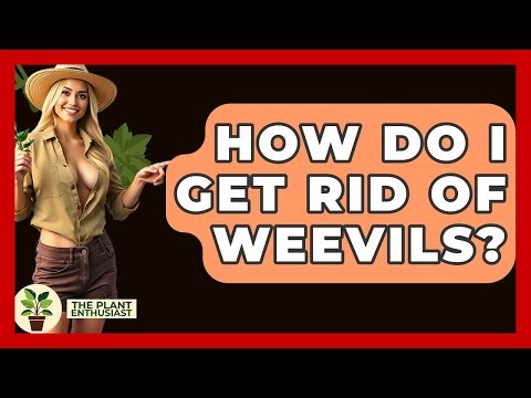 How Do I Get Rid Of Weevils? - The Plant Enthusiast