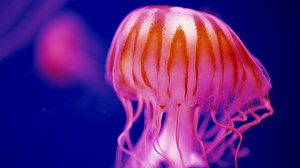 Authentic Shot Of Jellyfish Free Swimming In Stock Footage SBV-334205211 - Storyblocks