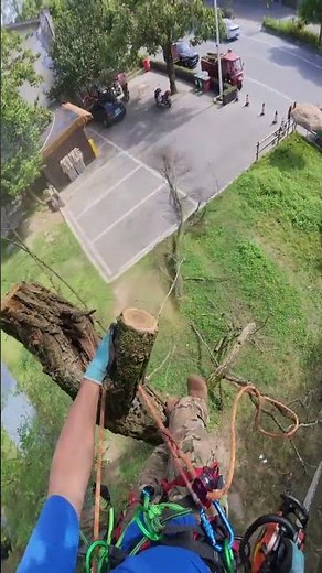 First‑Person View Felling Large Tree With Chainsaw!
