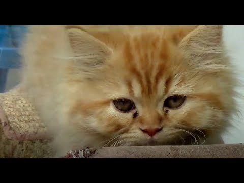 TRIP TO THE PET STORE (Babies, Toddlers, Preschool, K-3)