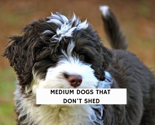 8 Best Medium Dogs That Don’t Shed! - We Love Doodles