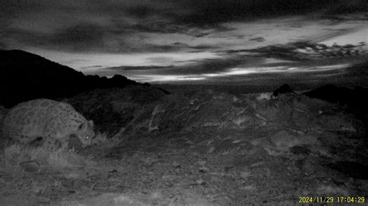 9.1K views · 33 reactions | Happy International Snow Leopard Day ...