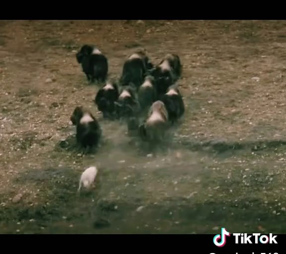 Exploring the Fascinating World of Wolves