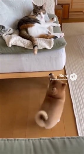 かわいい動物 #cuteanimals #かわいい動物 #動物 #癒し #ai #猫 #犬