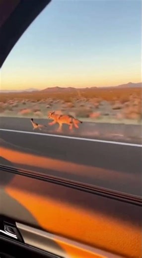Your Childhood Cartoon Was REAL! 🤯 Coyote Chases Roadrunner at 40 MPH!