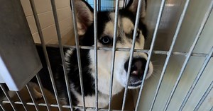 There is an urgent need for help at Santa Barbara Co. Animal shelters