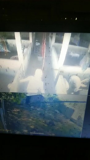 Life in a Pig Pen: Behavior of Pigs Captured on Camera