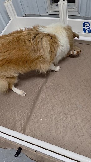 Update! Is that a puppy?! No... just a fat cat! 😆 Puppies coming soon though! www.libertycollies.com #fueledbyvictor #collies #libertycollies #colliesofinstagram #familydog #akc #puppies #orangecat | Liberty Collies