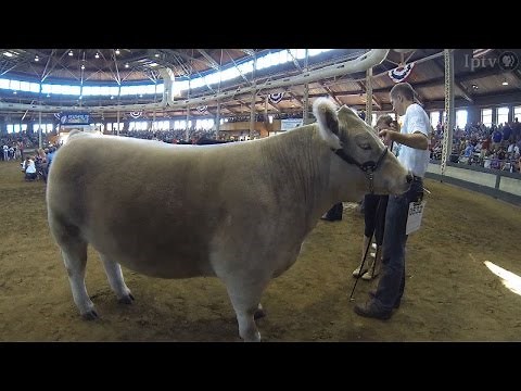 4-h Grand Champion Steer | Iowa State Fair 2014
