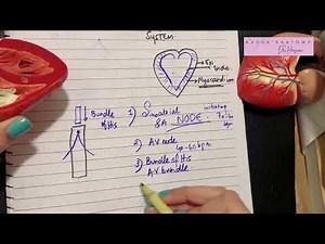 Conducting System of Heart | SA node AV node | Bundle of His | Bundle Branches | SIMPLIFIED