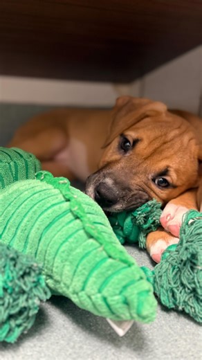 The SPCA Serving Erie County’s first-ever Puppy Olympics have officially begun! The competition is fierce. The athletes are very small. The judges are completely biased. Who’s taking home the gold? | The SPCA Serving Erie County, NY