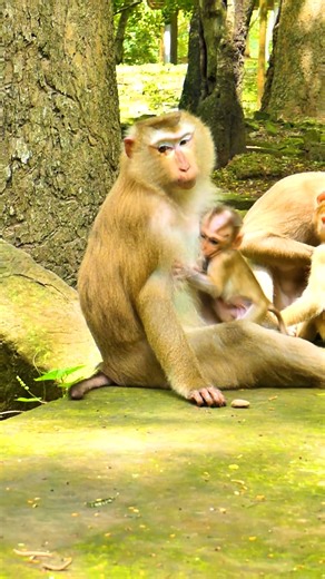 11K views · 395 reactions | Oh No! What's wrong with Luna, she grabs a little monkey and abuses her | Monkey Magic | Facebook