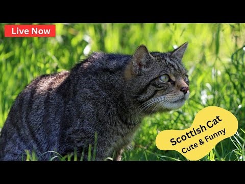 Funny Scottish Fold Cat Compilation 2026 🐱 Viral Moments