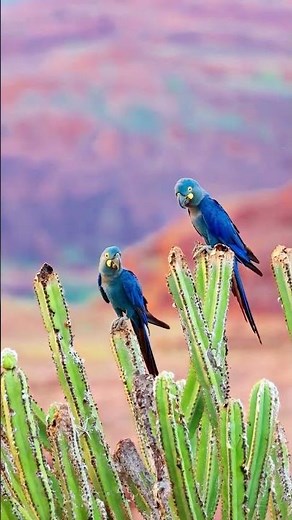 Unique Sounds of the Indigo Macaw | Lear’s Macaw Vocalizations Explained