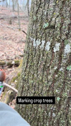 Hunters Management Group on Instagram: "Painting crop trees #wildlifemanagement #landmanagement #forestmanagement #forestry #asmr"