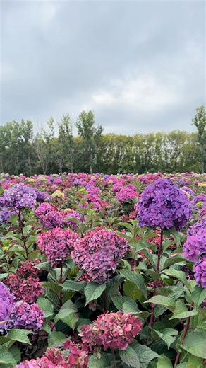 The many beautiful fall colors of BloomStruck® Reblooming Hydrangea 🍁 🌸 💜 | Endless Summer Hydrangeas