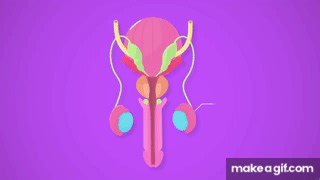 Reproductive System, Part 2 - Male Reproductive System: Crash Course A&P 41 on Make a GIF