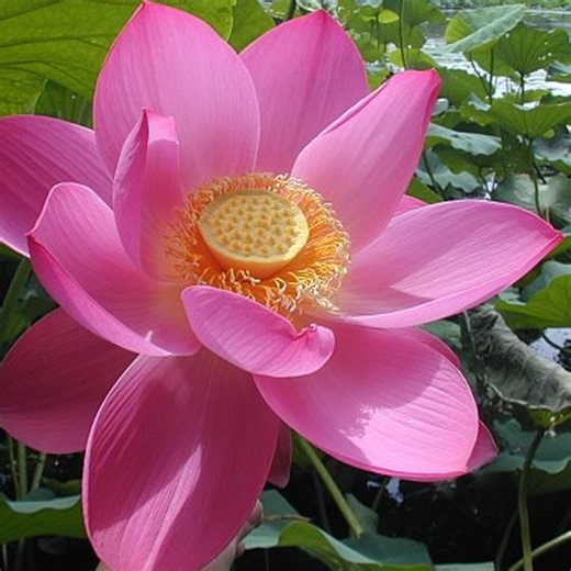 5 Sacred Lotus Flower Seeds, Nelumbo Nucifera Water Plant, Pink Aquatic Bloom, Pond Garden Beauty - Etsy